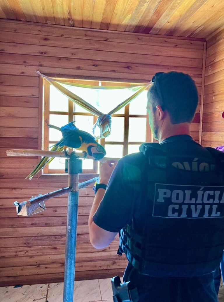 Operação combate tráfico de animais silvestres na Serra catarinense