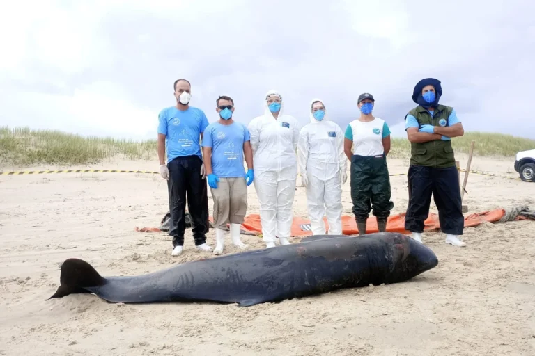 Cachalote-pigmeu encalhado morre em praia de Passo de Torres