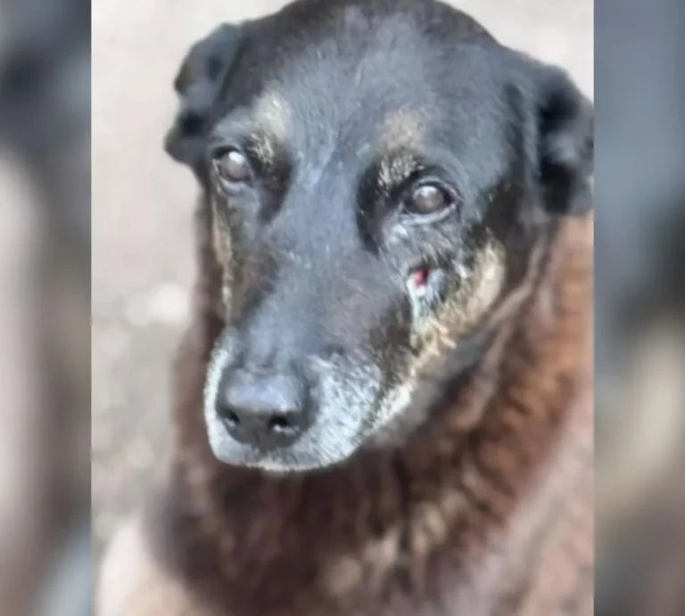 Governo Federal anuncia decreto Cão Orelha, que endurece penas para maus-tratos a animais