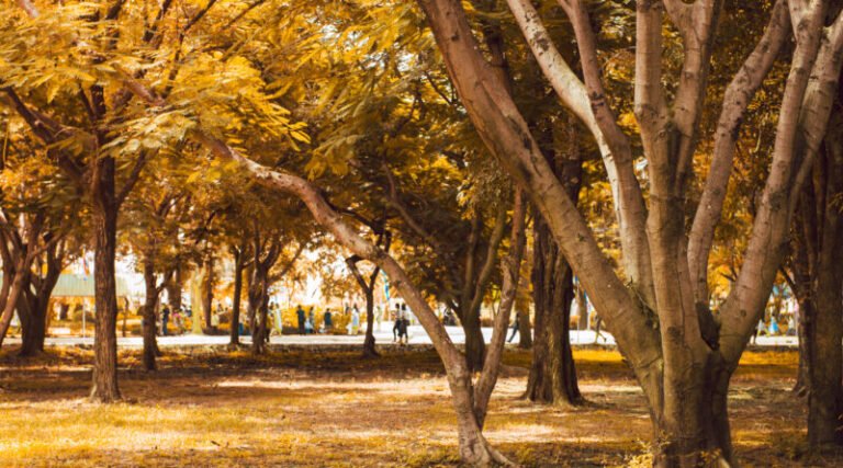 Defesa Civil orienta população sobre cuidados com a chegada do outono em Tubarão