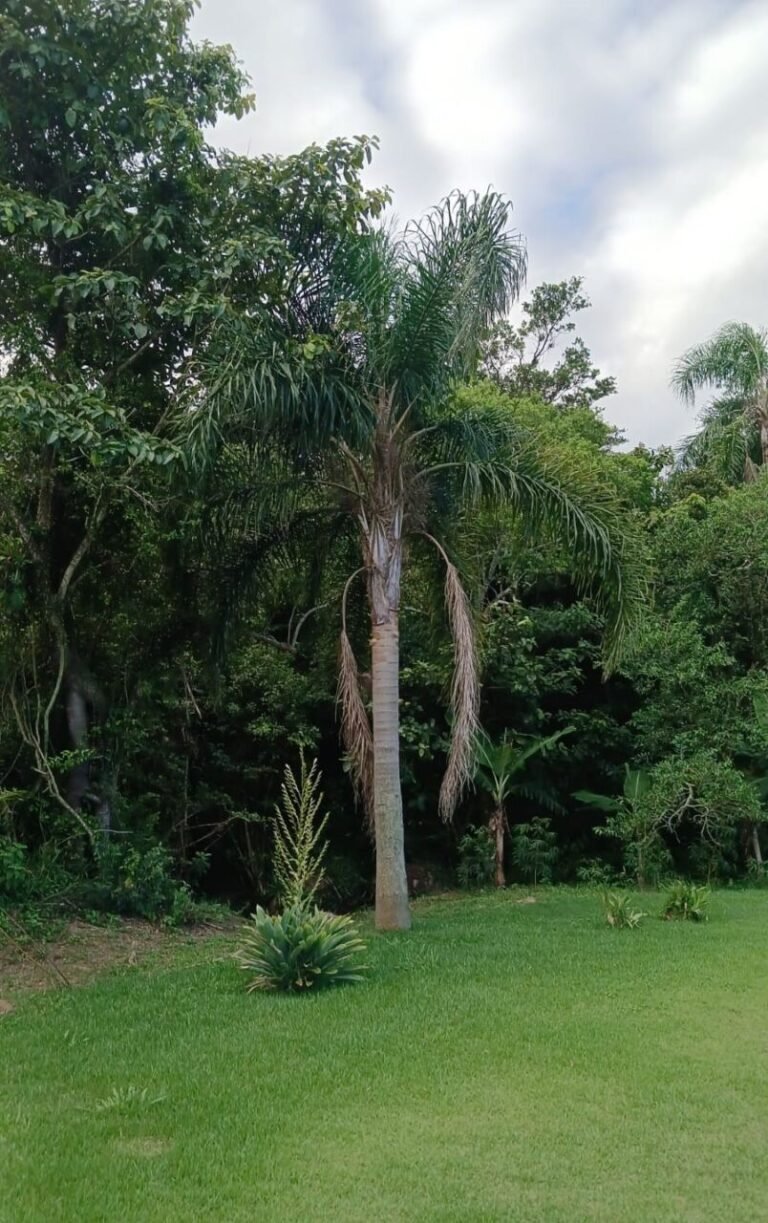 Previsão do tempo 09/03: chuva leve marca a segunda-feira no Sul de SC