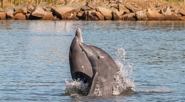 Pesca com botos em Laguna é reconhecida como patrimônio cultural do Brasil