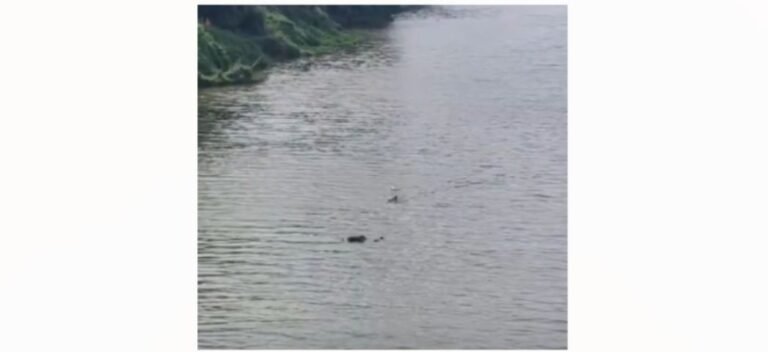 Bombeiros buscam corpo no Rio Tubarão nesta quarta