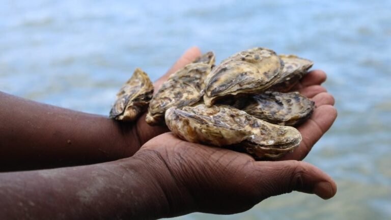 SC pode perder até 90% da safra de ostras em crise histórica