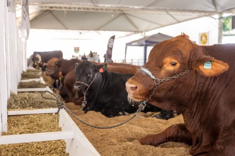 Divulgada programação da Feira Agropecuária de Tubarão