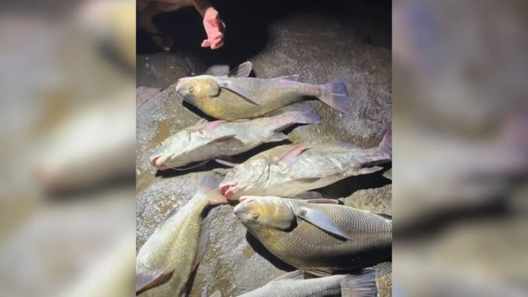 Influencer é multado em R$ 60 mil por pescar peixes em extinção e divulgar curso de como capturar espécie em SC