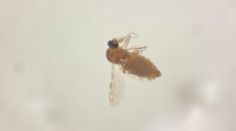 Mosquito maruim causa transtornos e muda rotina de moradores em SC