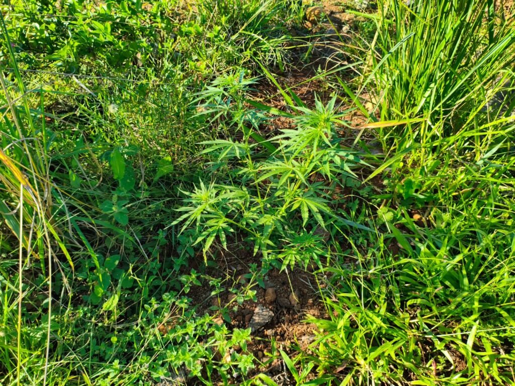 Polícia Civil prende idoso por cultivo de maconha