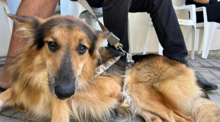 Laguna realiza 800 castrações gratuitas em mutirão de bem-estar animal