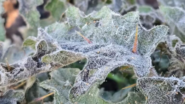 Geada cobre Serra de SC com mínima de 2,7°C em Urubici