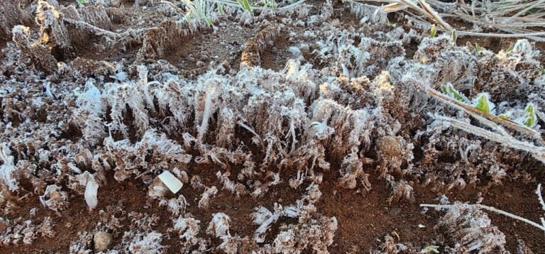 Serra Catarinense registra temperaturas de até -7°C e amanhece coberta por geada