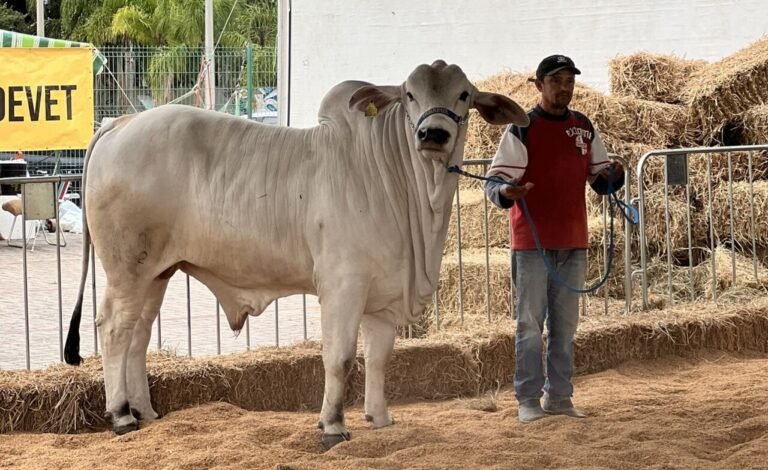 Julgamento de raças é destaque na Feira Agropecuária de Tubarão
