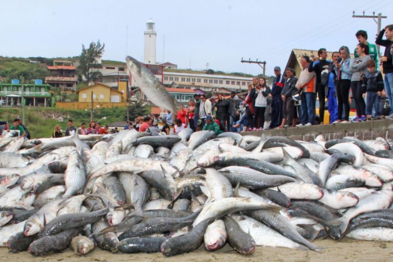pesca da tainha Laguna