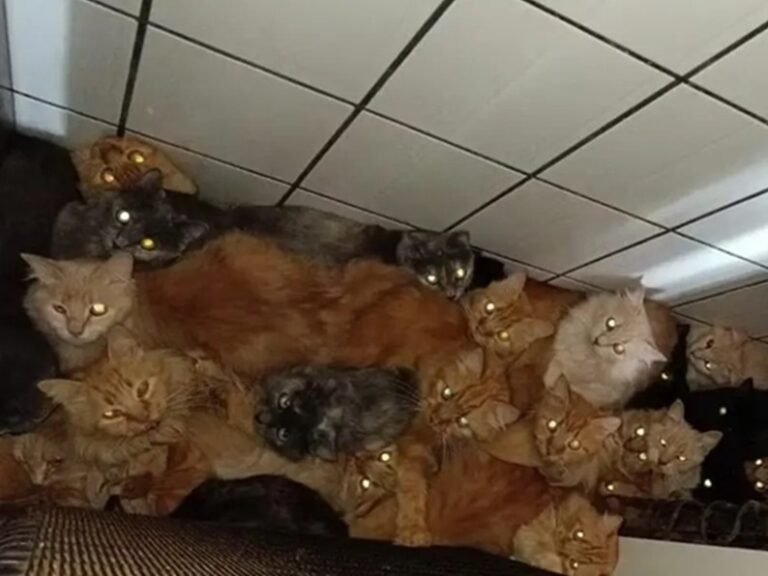 Polícia investiga tutora após descoberta de mais de 400 gatos em apartamento de Concórdia