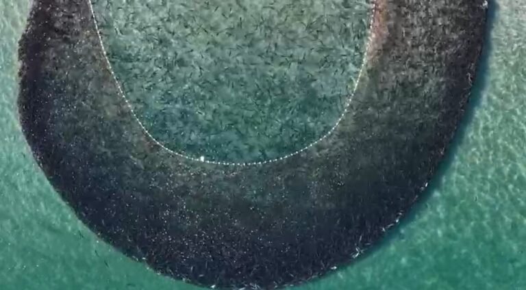 Cardume de tainhas forma ‘mancha’ no mar cristalino durante pesca em Garopaba