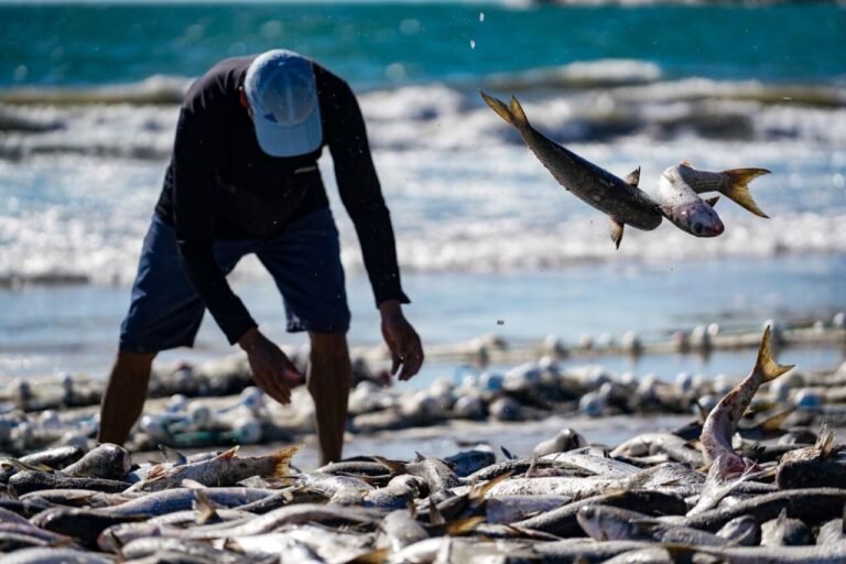 Governo de SC vai à Justiça para tentar reverter proibição da pesca da tainha
