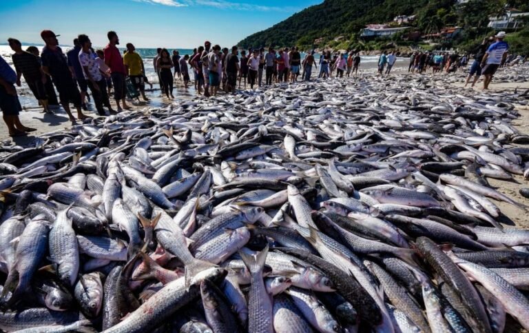 Pelo Estado – Pesca da tainha fala mais sobre política do que sobre economia 