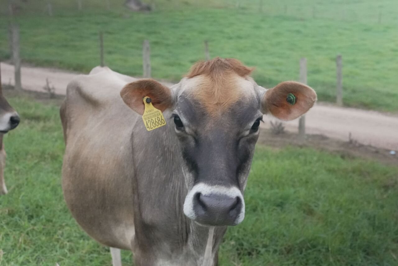 Fundo estadual garante indenizações e fortalece a sanidade animal em Santa Catarina.