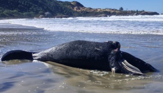 baleia Imbituba Filhote de baleia-franca é encontrado morto em Imbituba