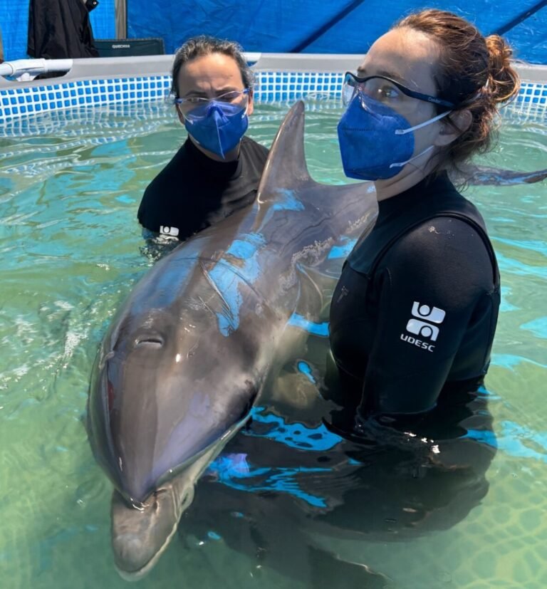 Golfinho resgatado em Laguna é escoltado até Florianópolis para reabilitação