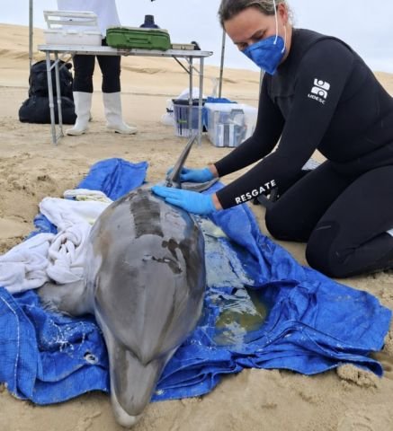 golfinho resgatado em Laguna