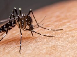 Laguna confirma primeiro caso autóctone de dengue em 2026 e reforça alerta à população