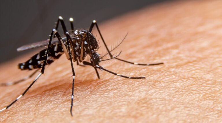 Laguna confirma primeiro caso autóctone de dengue em 2026 e reforça alerta à população