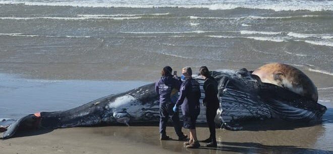 Baleia-jubarte é encontrada morta nos Molhes da Barra, em Laguna baleia-jubarte em Laguna