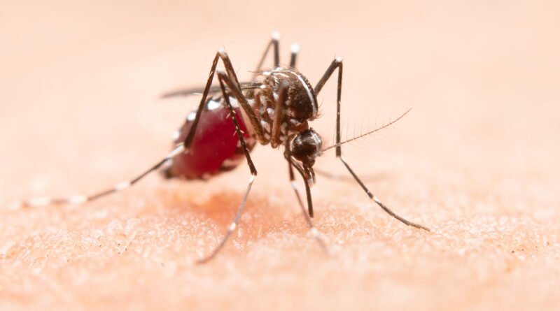 mosquito-800x445-1-1-1