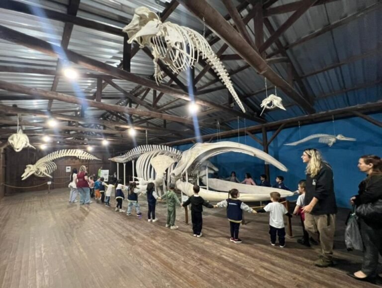 Alunos de Laguna visitam Projeto Baleia Franca em Itapirubá