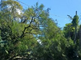 Árvore de grande porte cai e bloqueia rodovia no Morro do Siriú, em Garopaba árvore cai em Garopaba