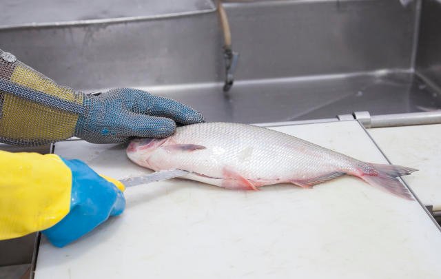 Industria de Pescados de Laguna tem vagas para contratação imediata