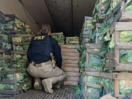 maconha apreendida em SC