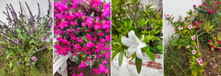 Primavera no Hemisfério Sul