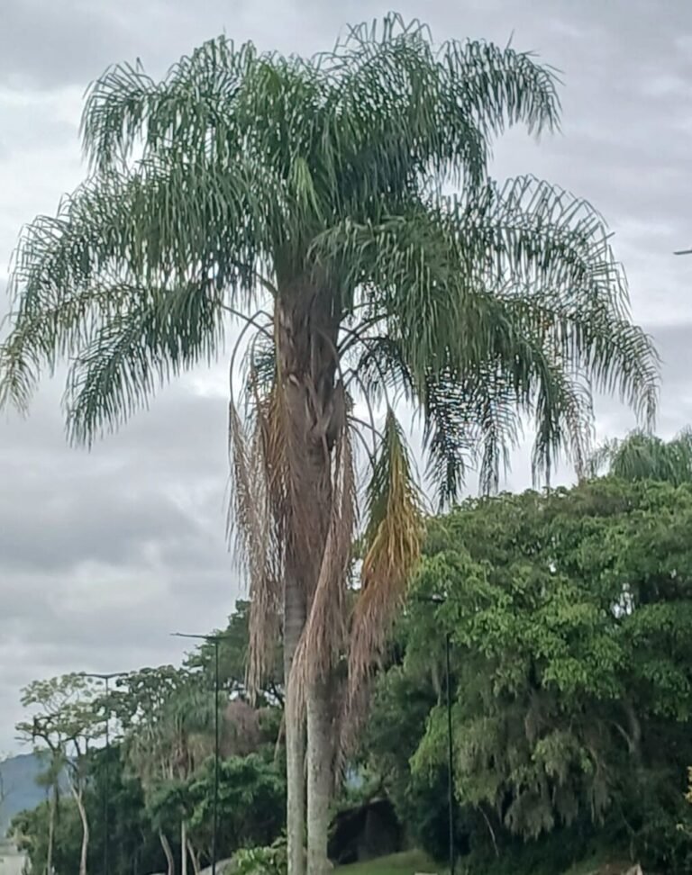 PREVISÃO DO TEMPO a